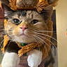 Mittens is registered to the contest to win money with this photo: cat, calico_cat, pet, animal, cow_costume, costume, horns, furry, whiskers, pink_nose, green_collar, bell, white_paws, close_up, portrait, being_held, human_hands, tattoo, indoor, funny