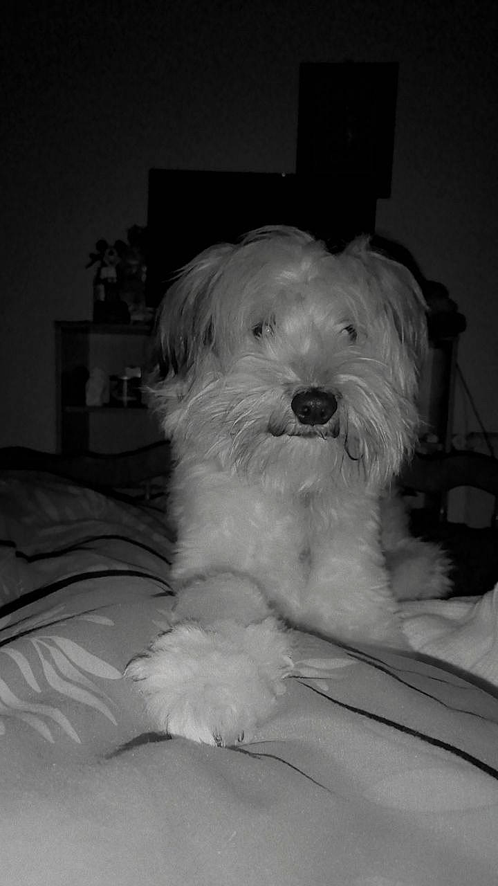 Benji participe au concours pour gagner de l'argent avec cette photo : black_and_white, canidae, carnivore, comfort, companion_dog, dog, dog_breed, fur, monochrome, monochrome_photography, paw, small_terrier, snout, sporting_group, stock_photography, style, terrier, toy_dog, white, working_animal