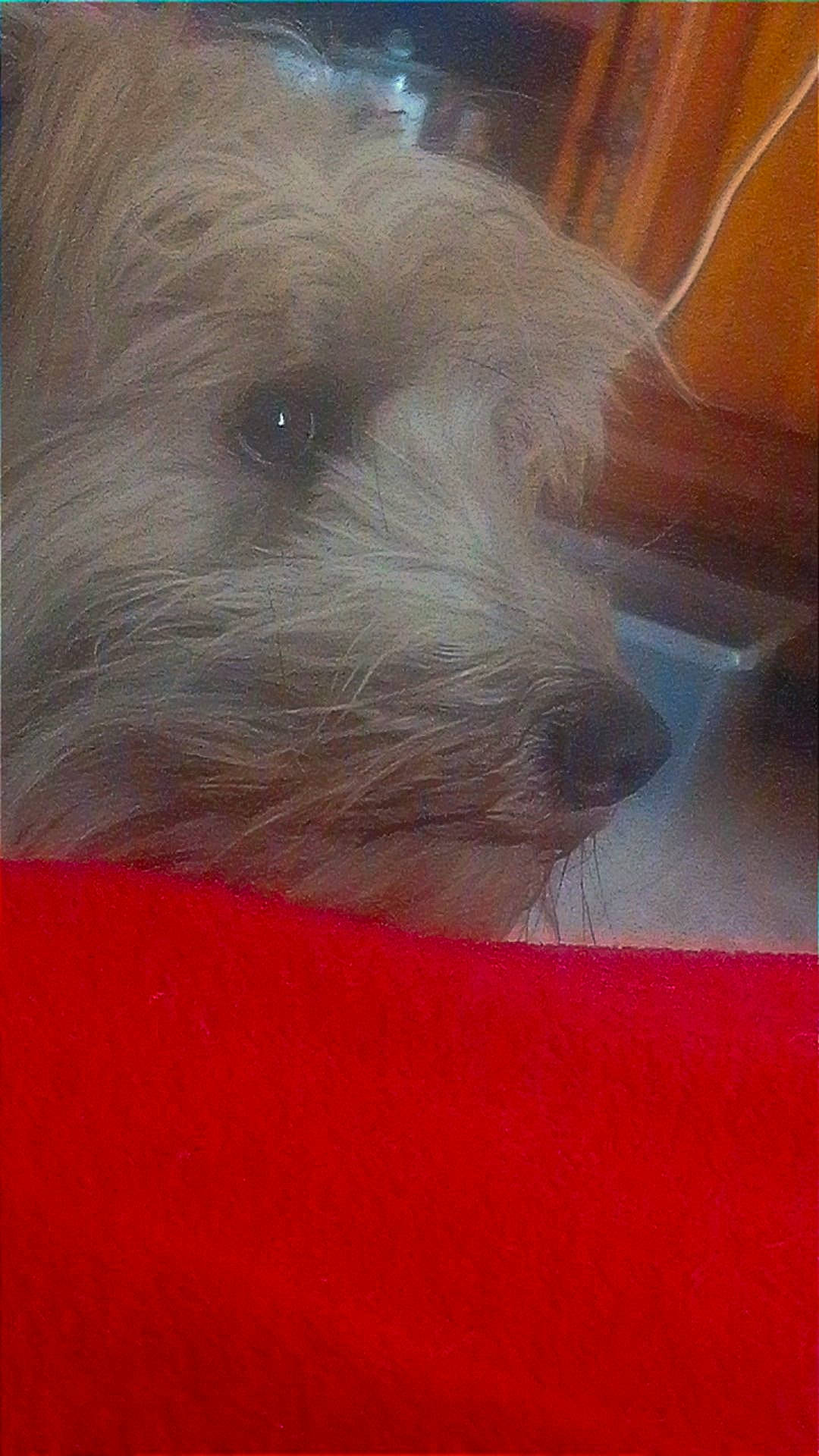 Benji a rejoint le concours — aidez-le/la à gagner de superbes lots ! canidae, carnivore, companion_dog, dog, dog_breed, fawn, flooring, fur, liver, non_sporting_group, puppy, small_terrier, snout, sporting_group, terrestrial_animal, terrier, toy_dog, whiskers, wood, working_animal