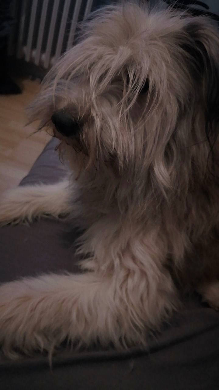 Benji a rejoint le concours — aidez-le/la à gagner de superbes lots ! canidae, carnivore, close_up, companion_dog, darkness, dog, dog_breed, fashion_accessory, fur, grey, hair, liver, small_terrier, snout, sporting_group, tail, terrier, toy_dog, whiskers, working_animal