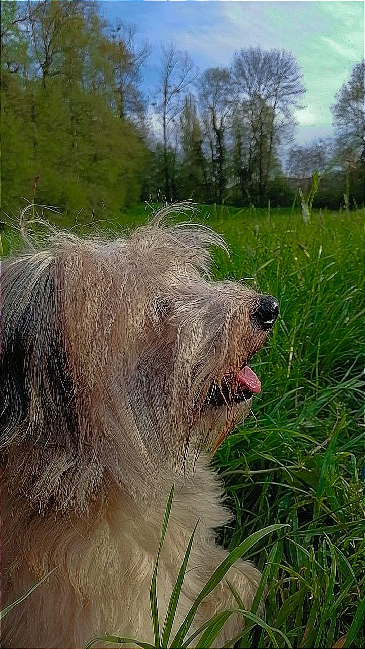 Benji a rejoint le concours — aidez-le/la à gagner de superbes lots ! bearded_collie, canidae, carnivore, cloud, companion_dog, dog, dog_breed, fur, grass, grassland, liver, plant, sky, small_terrier, snout, sporting_group, terrestrial_animal, terrier, tree, working_animal