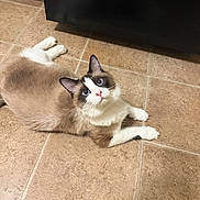 Louie is registered to the contest to win money with this photo: animal, blue_eyes, brown, cat, companion, curious, cute, domestic_cat, ears, fluffy, fur, indoor, looking_up, lying_down, mammal, paws, pet, tile_floor, whiskers, white