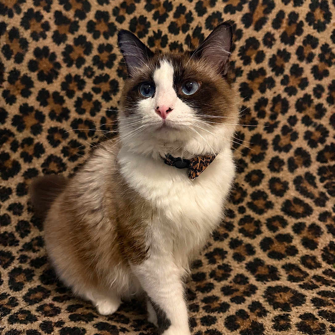 Louie