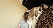 Louie joined the competition — help win amazing prizes! cat, sleeping, leopard_print, pillow, bed, blanket, person, hair, headboard, wall, indoor, resting, cozy, feline, fur, comfort, home, relaxation, pink, black