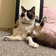 Louie joined the competition — help win amazing prizes! cat, fluffy, indoor, carpet, mirror, pink_pillow, relaxed, sitting, raised_leg, curious, multi-colored, pet, feline, whiskers, tail, paw, domestic_animal, cozy, floor, home