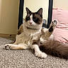 cat, fluffy, indoor, carpet, mirror, pink_pillow, relaxed, sitting, raised_leg, curious, multi-colored, pet, feline, whiskers, tail, paw, domestic_animal, cozy, floor, home