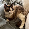 Louie joined the competition — help win amazing prizes! cat, feline, pet, animal, fluffy, relaxed, resting, blanket, couch, furniture, indoor, cozy, white_fur, brown_fur, dark_fur, whiskers, ears, tail, soft_texture, looking_away