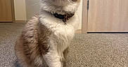 Louie is registered to the contest to win money with this photo: animal, blue_eyes, bow_tie, brown_and_white, carpet, cat, cute, domestic, ears, feline, fluffy, fur, household, indoor, looking_up, nose, paw, pet, sitting, whiskers