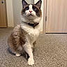 Louie is registered to the contest to win money with this photo: cat, blue_eyes, bow_tie, fluffy, indoor, carpet, brown_and_white, pet, animal, feline, looking_up, sitting, cute, domestic, household, ears, whiskers, nose, paw, fur