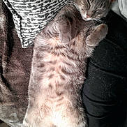 Gracie is registered to the contest to win money with this photo: cat, tabby_cat, sleeping, relaxed, indoor, fur, paw, blanket, cushion, cozy, pet, animal, resting, cute, whiskers, striped, soft, comfort, nap, feline