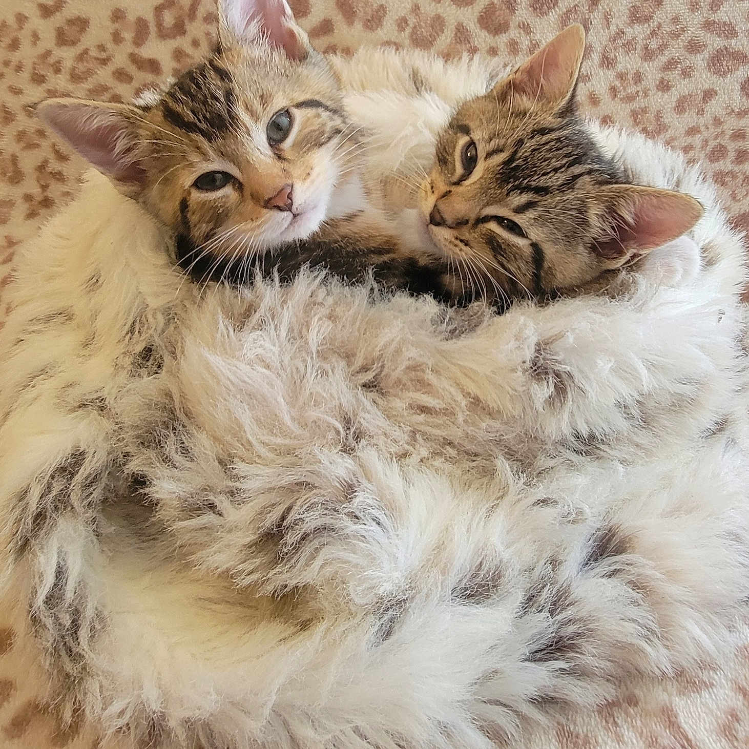 Cookie Cinnamon Twin joined the competition — help win amazing prizes! animal, bed, cat, companion, cozy, cute, domestic, fluffy, furry, indoor, kitten, leopard_print, pair, pet, resting, sleepy, snuggling, soft, tabby, young