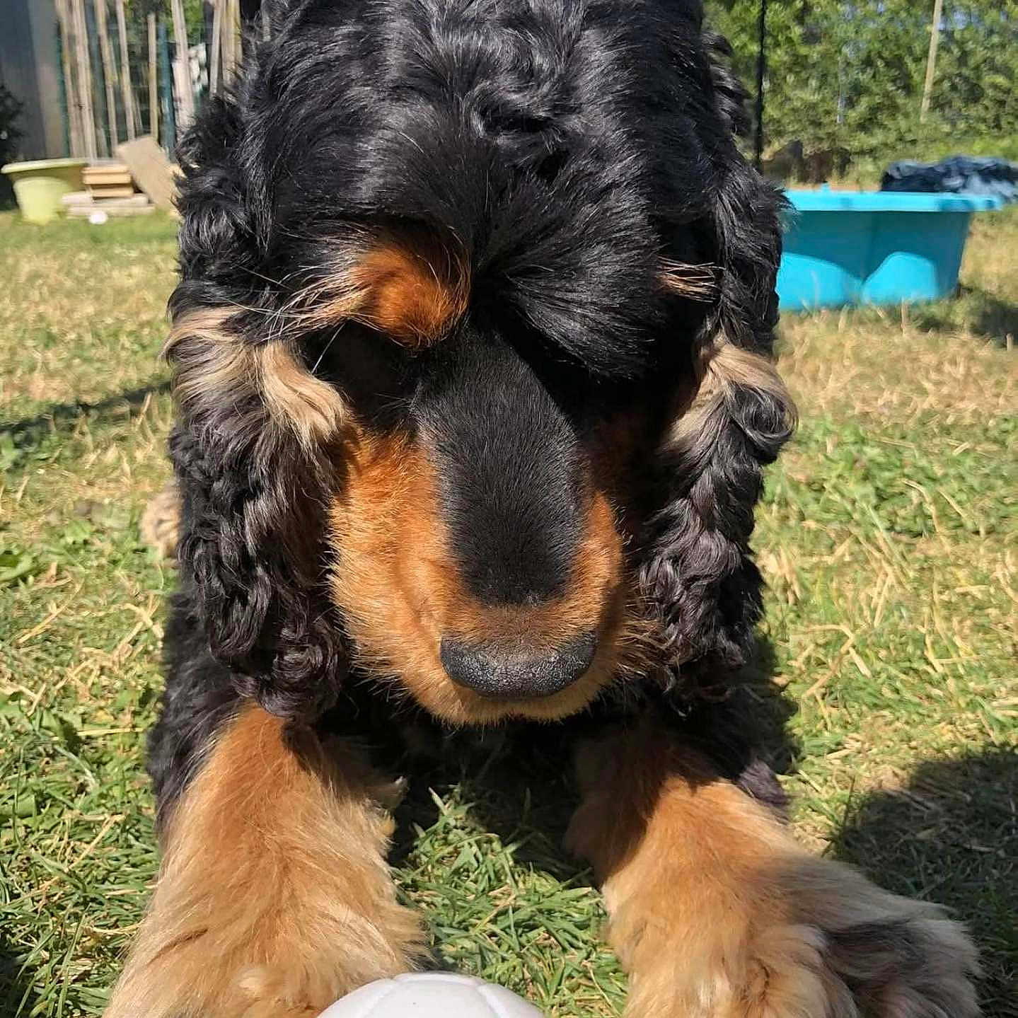 Leo participe au concours pour gagner de l'argent avec cette photo : animal, black_and_tan, canine, closeup, curly_fur, daytime, dog, front_paws, garden, grass, nature, outdoor, pet, plastic_pool, playful, puppy, soccer_ball, sunny, toy, yard