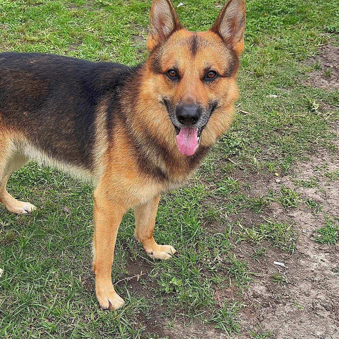 Rocky joined the competition — help win amazing prizes! alert, animal, canine, daylight, dog, ears, four_legs, fur, german_shepherd, grass, greenery, mammal, nature, outdoor, pet, playful, shed, tongue_out, vehicle, yard