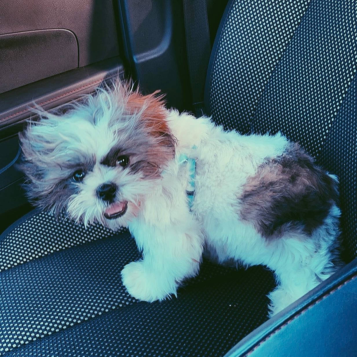 Lily is registered to the contest to win money with this photo: canidae, carnivore, chair, companion_dog, dog, dog_breed, dog_supply, fur, maltepoo, non_sporting_group, paw, puppy_love, shih_poo, small_terrier, snout, sporting_group, tail, terrier, toy_dog, working_animal