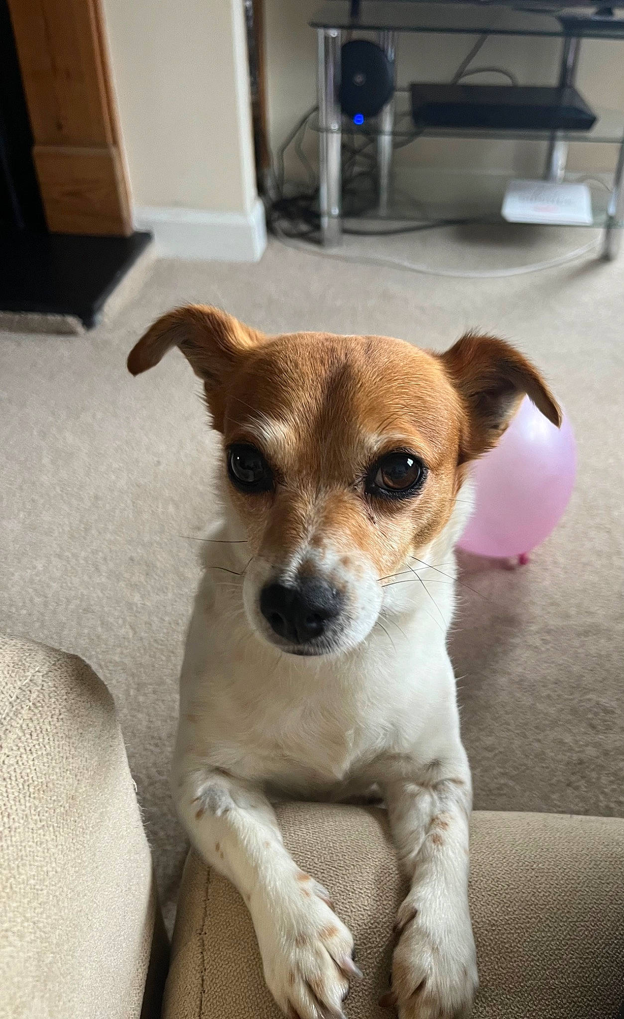 Chai is registered to the contest to win money with this photo: cabinetry, canidae, carnivore, collar, companion_dog, dog, dog_breed, fawn, flooring, fur, hardwood, irishjacks, kitchen_appliance, paw, serveware, snout, sporting_group, terrier, toy_dog, whiskers