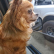 Gizmo joined the competition — help win amazing prizes! alloywheel, animal, canine, car, carwheel, cockerspaniel, dog, goldenretriever, machine, pet, pickuptruck, puppy, spoke, suv, terrier, tire, transportation, truck, vehicle, wheel