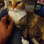 Nami Pretty Kitty joined the competition — help win amazing prizes! cat, closeup, comfort, cozy, curious_eyes, denim_jeans, domestic_animal, feline, fur, hand, indoor, lap, orange_brown, person, pet, relaxing, resting, tabby, whiskers, white_paws