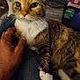 cat, closeup, comfort, cozy, curious_eyes, denim_jeans, domestic_animal, feline, fur, hand, indoor, lap, orange_brown, person, pet, relaxing, resting, tabby, whiskers, white_paws
