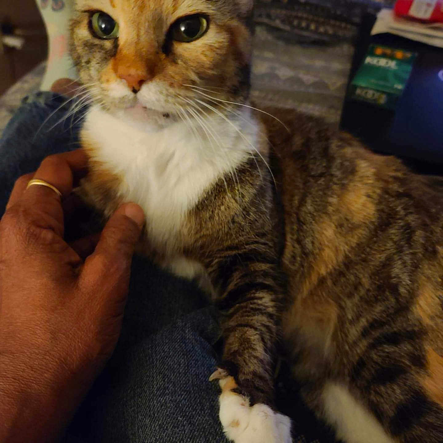 Nami Pretty Kitty joined the competition — help win amazing prizes! cat, closeup, comfort, cozy, curious_eyes, denim_jeans, domestic_animal, feline, fur, hand, indoor, lap, orange_brown, person, pet, relaxing, resting, tabby, whiskers, white_paws