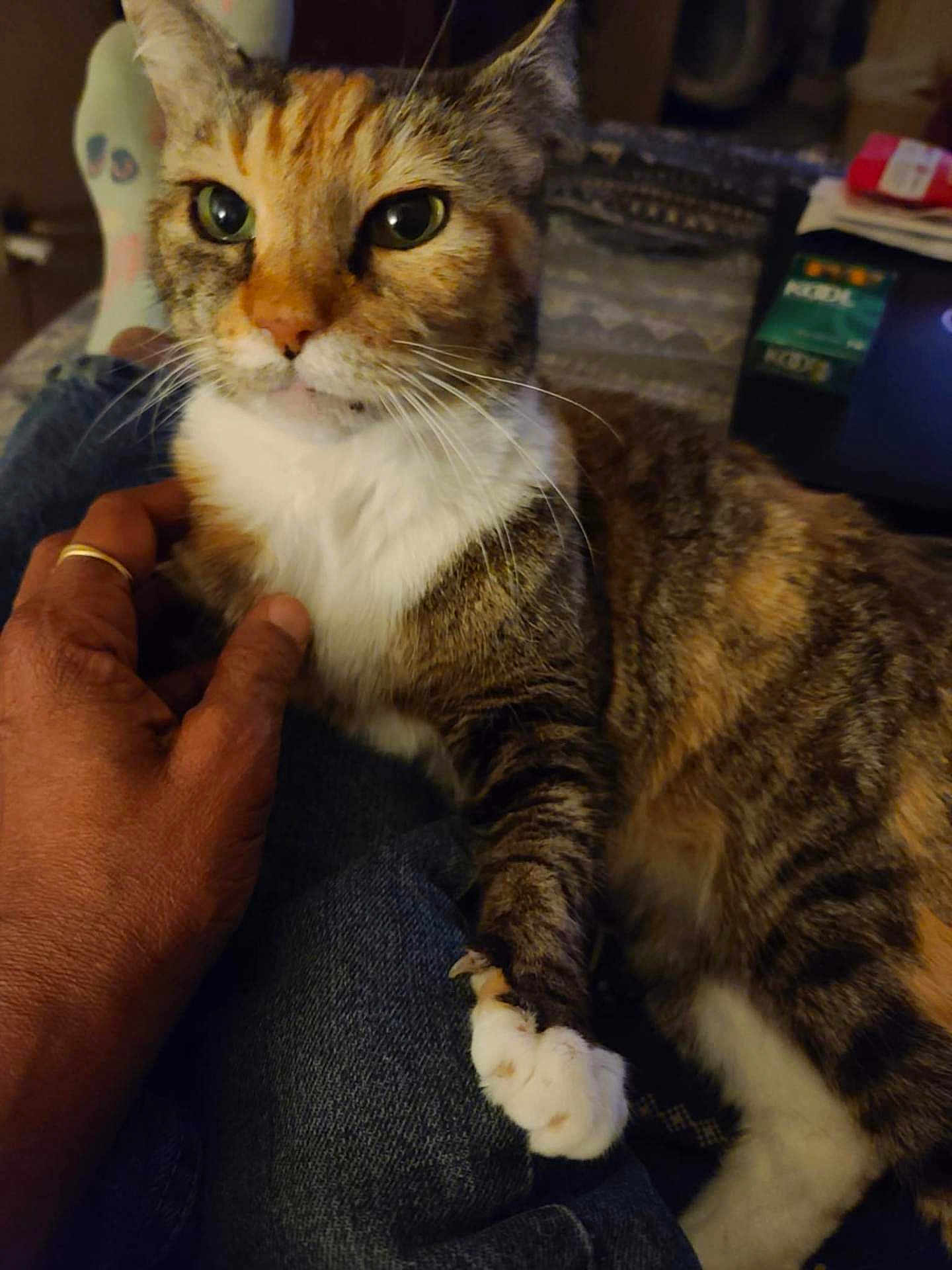 Nami Pretty Kitty joined the competition — help win amazing prizes! cat, closeup, comfort, cozy, curious_eyes, denim_jeans, domestic_animal, feline, fur, hand, indoor, lap, orange_brown, person, pet, relaxing, resting, tabby, whiskers, white_paws