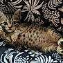 kitten, cat, animal, pet, fur, paw, whiskers, eyes, lying_down, fluffy, cute, indoor, patterned_background, black, white, brown, tabby, young, small, relaxed