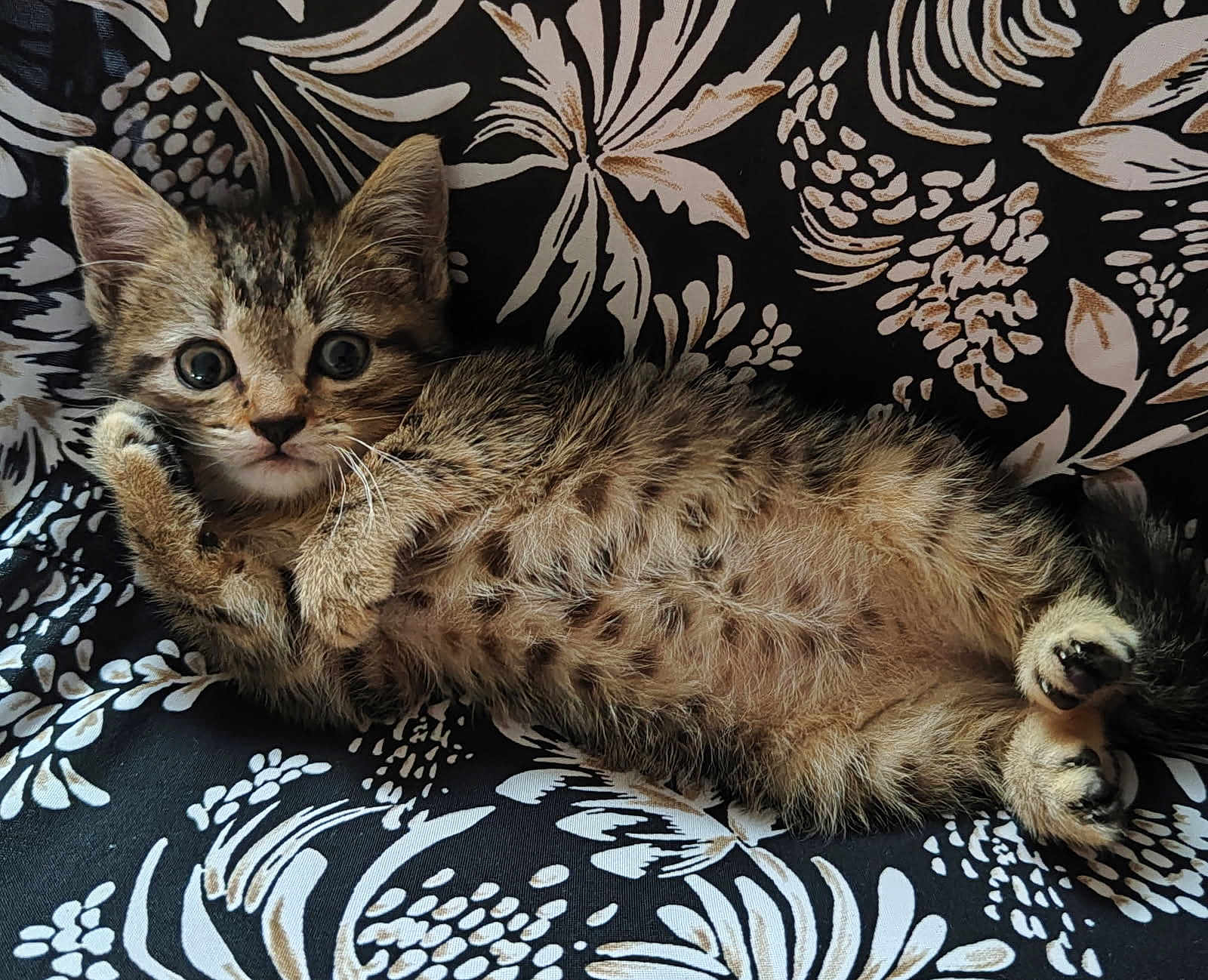 Altesse a rejoint le concours — aidez-le/la à gagner de superbes lots ! kitten, cat, animal, pet, fur, paw, whiskers, eyes, lying_down, fluffy, cute, indoor, patterned_background, black, white, brown, tabby, young, small, relaxed