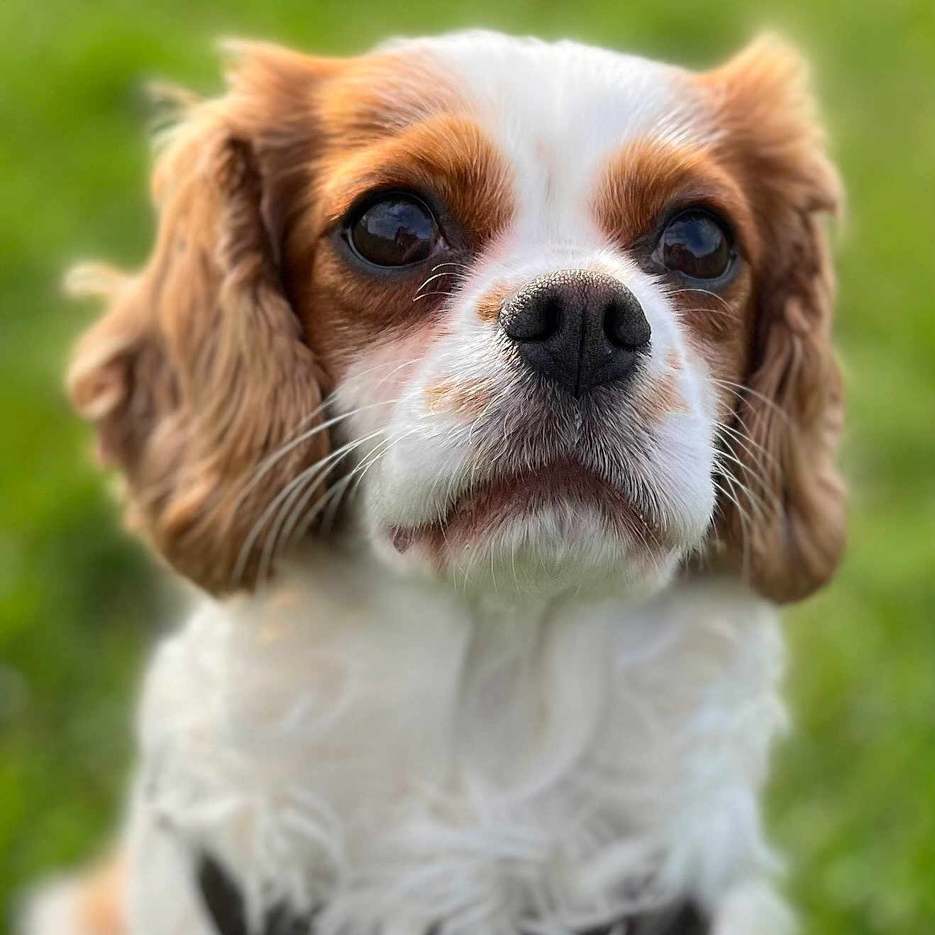 Rocky joined the competition — help win amazing prizes! animal, canine, cockerspaniel, dog, hound, papillon, pet, puppy, snout, terrier