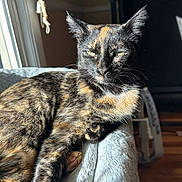 Rue joined the competition — help win amazing prizes! animal, blanket, cat, cozy, domestic, feline, fur, home, indoor, paw, pet, portrait, relaxed, resting, sleepy, soft, sunlight, tortoiseshell, whiskers, window