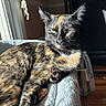 animal, blanket, cat, cozy, domestic, feline, fur, home, indoor, paw, pet, portrait, relaxed, resting, sleepy, soft, sunlight, tortoiseshell, whiskers, window