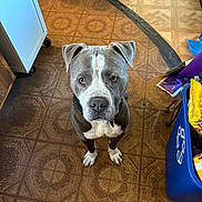 Sugar Bear joined the competition — help win amazing prizes! animal, brown_floor, canine, cleaning_supplies, collar, curious, dog, domestic, ears, floor, gray_coat, household, indoor, looking_up, patterned_floor, pet, recycling_bin, standing, tile_floor, white_paws