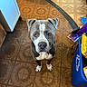 animal, brown_floor, canine, cleaning_supplies, collar, curious, dog, domestic, ears, floor, gray_coat, household, indoor, looking_up, patterned_floor, pet, recycling_bin, standing, tile_floor, white_paws