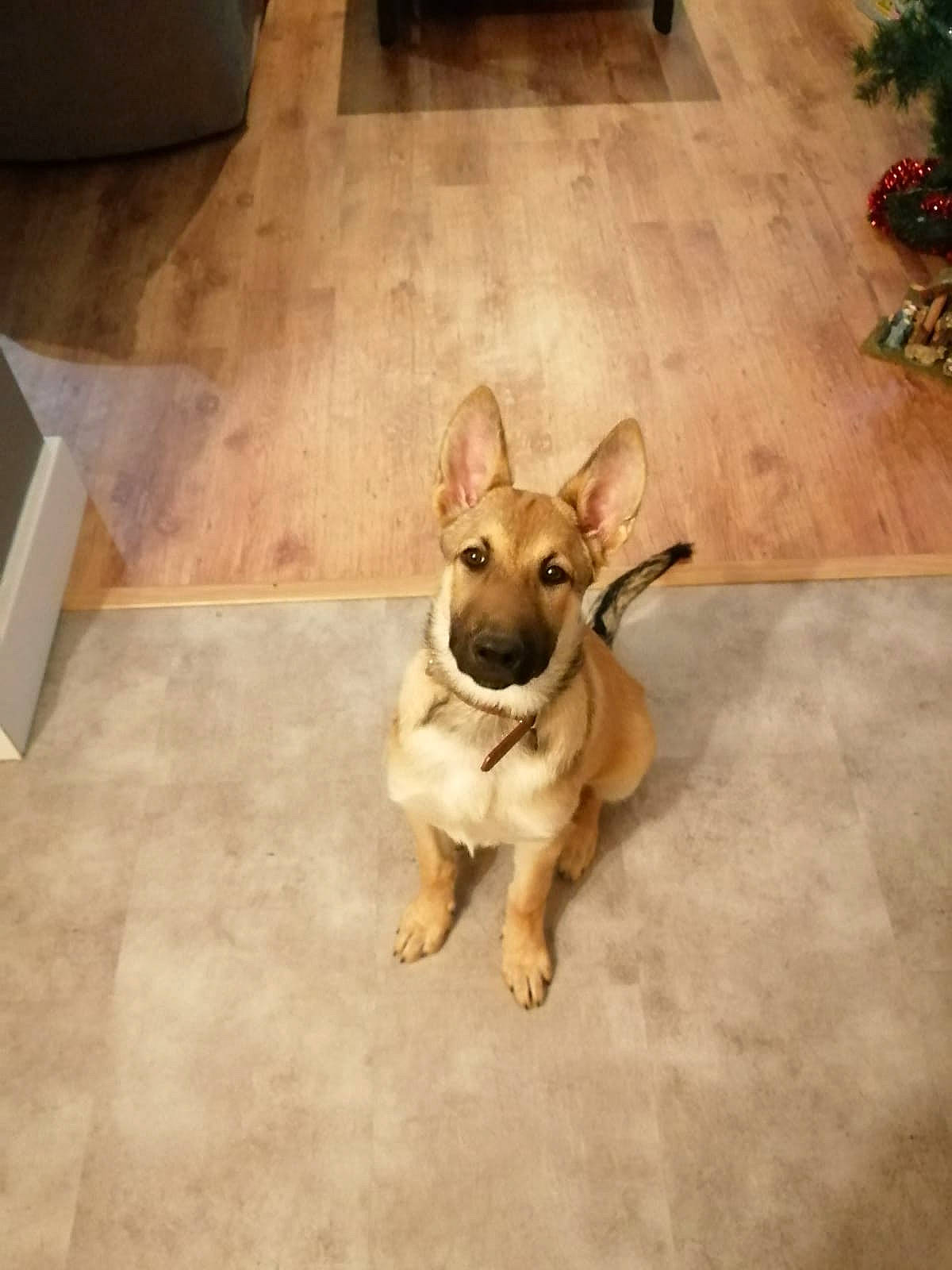 Ruby participe au concours pour gagner de l'argent avec cette photo : beige, canidae, carnivore, collar, companion_dog, dog, dog_breed, dog_collar, dog_supply, fawn, floor, flooring, liver, mammal, pet_supply, snout, sporting_group, tile, tile_flooring, working_animal