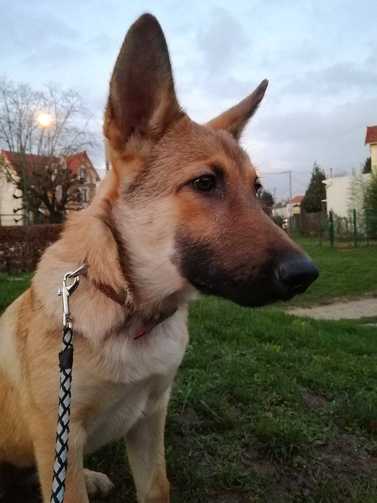 Ruby participe au concours pour gagner de l'argent avec cette photo : canidae, carnivore, collar, cottage, dog, dog_breed, dog_collar, fawn, fur, herding_dog, hunting_dog, jaw, leash, pet_supply, snout, sporting_group, tail, whiskers, working_animal, yard