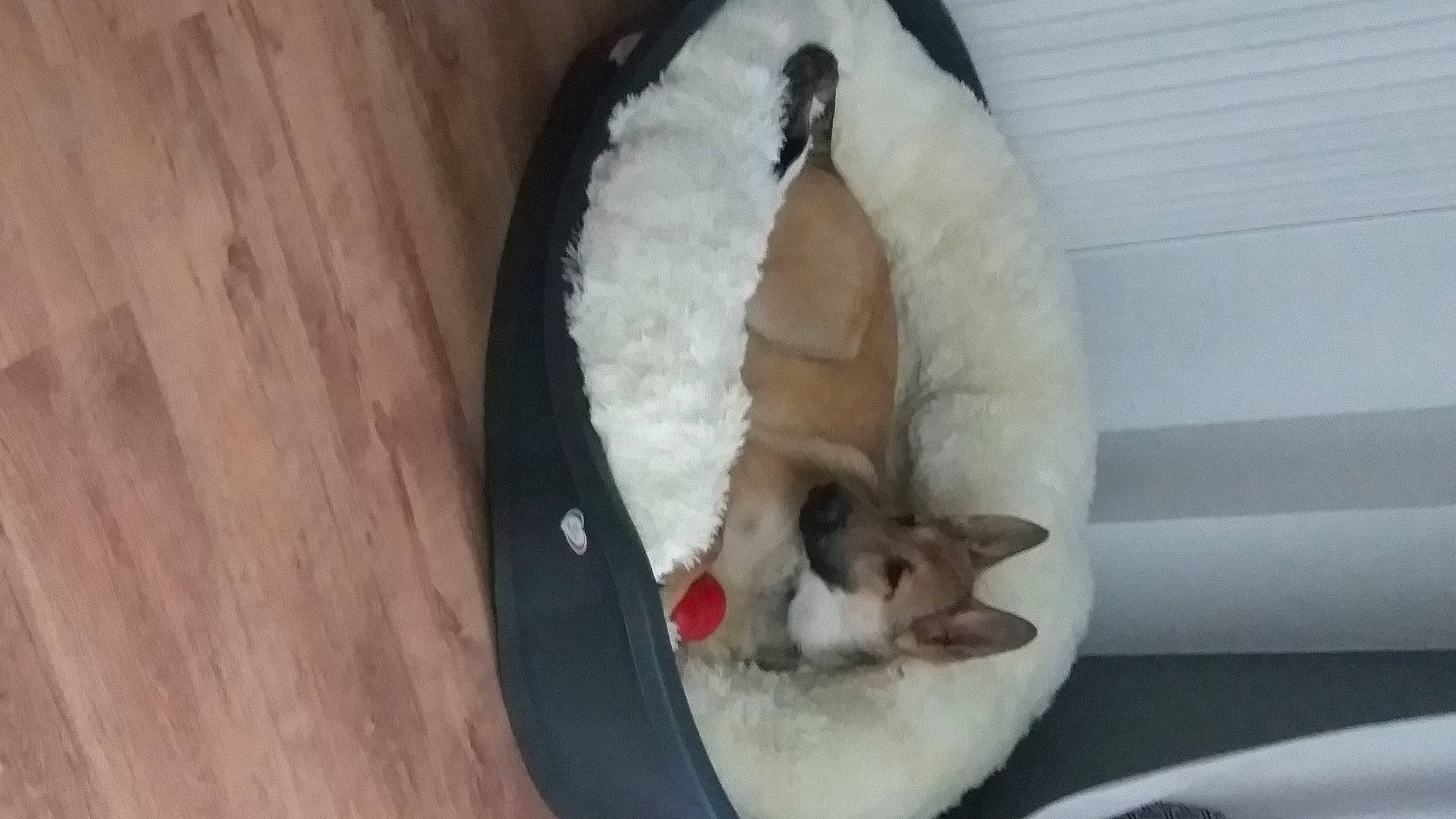 Ruby a rejoint le concours — aidez-le/la à gagner de superbes lots ! canidae, carnivore, cat_bed, collar, comfort, dog, dog_bed, dog_breed, dog_supply, fawn, fur, hardwood, nap, paw, pet_supply, sleep, swan, wood_flooring, wood_stain, working_animal