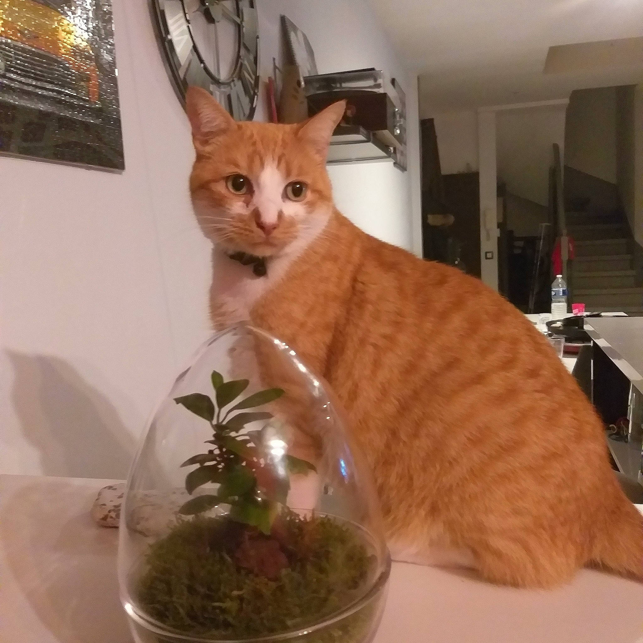 Flamby participe au concours pour gagner de l'argent avec cette photo : carnivore, cat, domestic_short_haired_cat, felidae, flowerpot, fur, home, houseplant, interior_design, orange, organism, peach, pet_supply, small_to_medium_sized_cats, snout, tail, vertebrate, whiskers