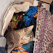 Lucky is registered to the contest to win money with this photo: cat, sleeping, blanket, colorful, bed, pillow, cozy, indoor, pet, fur, resting, cute, animal, domestic, comfort, relaxation, feline, warm, soft, home