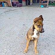 Sokette participe au concours pour gagner de l'argent avec cette photo : dog, puppy, outdoor, barn, stable, concrete, yellow_wall, red_wall, crate, couch, farm, animal, pet, ears, sitting, curious, young, side_view, fence, rural