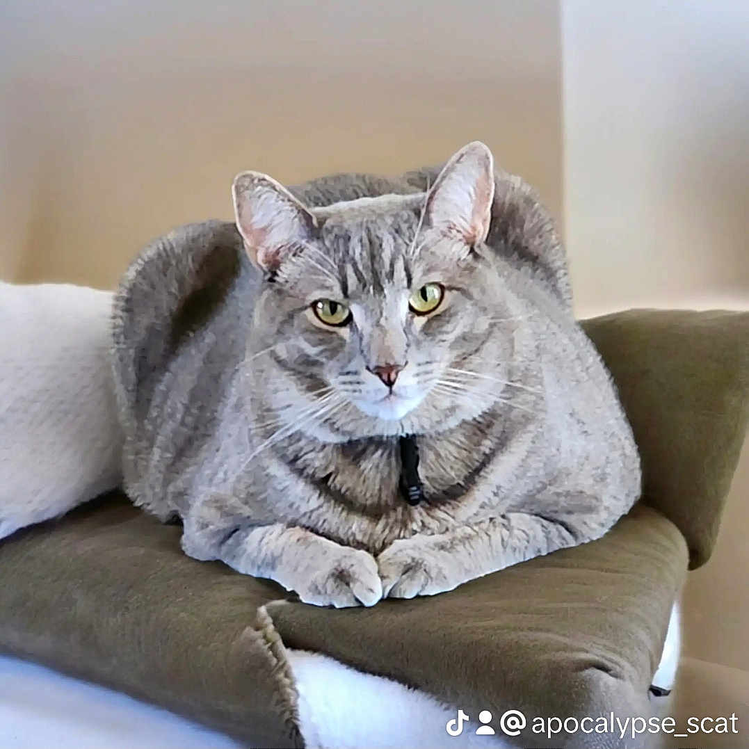 Boxie is registered to the contest to win money with this photo: abyssinian, animal, architecture, armchair, blanket, building, cat, chair, couch, cushion, egyptiancat, furniture, homedecor, indoors, kitten, linen, livingroom, manx, pet, room