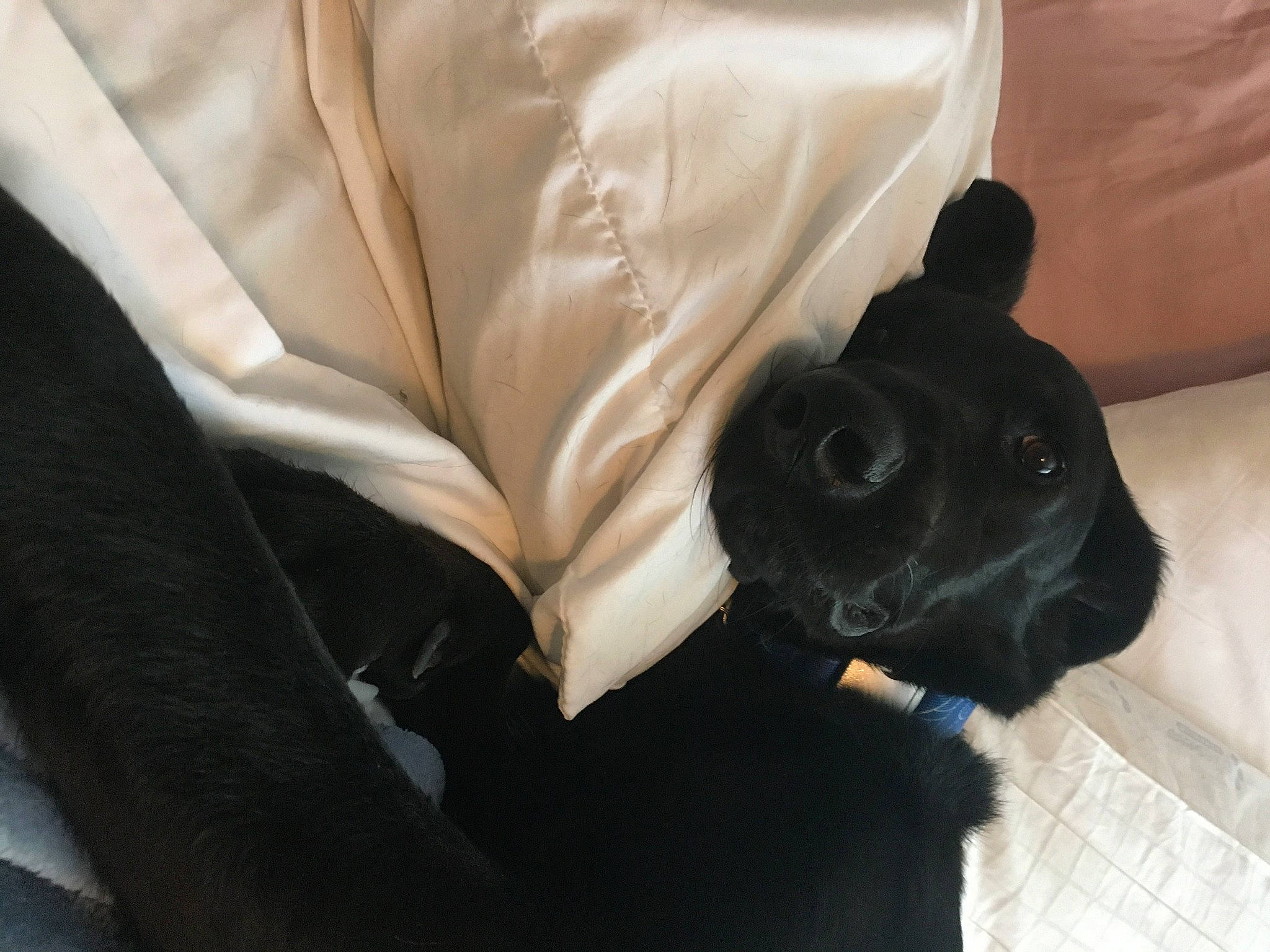 Gumbo is registered to the contest to win money with this photo: borador, canidae, carnivore, comfort, companion_dog, dog, dog_breed, fawn, fur, gesture, guard_dog, linens, non_sporting_group, snout, sporting_group, working_animal, wrist