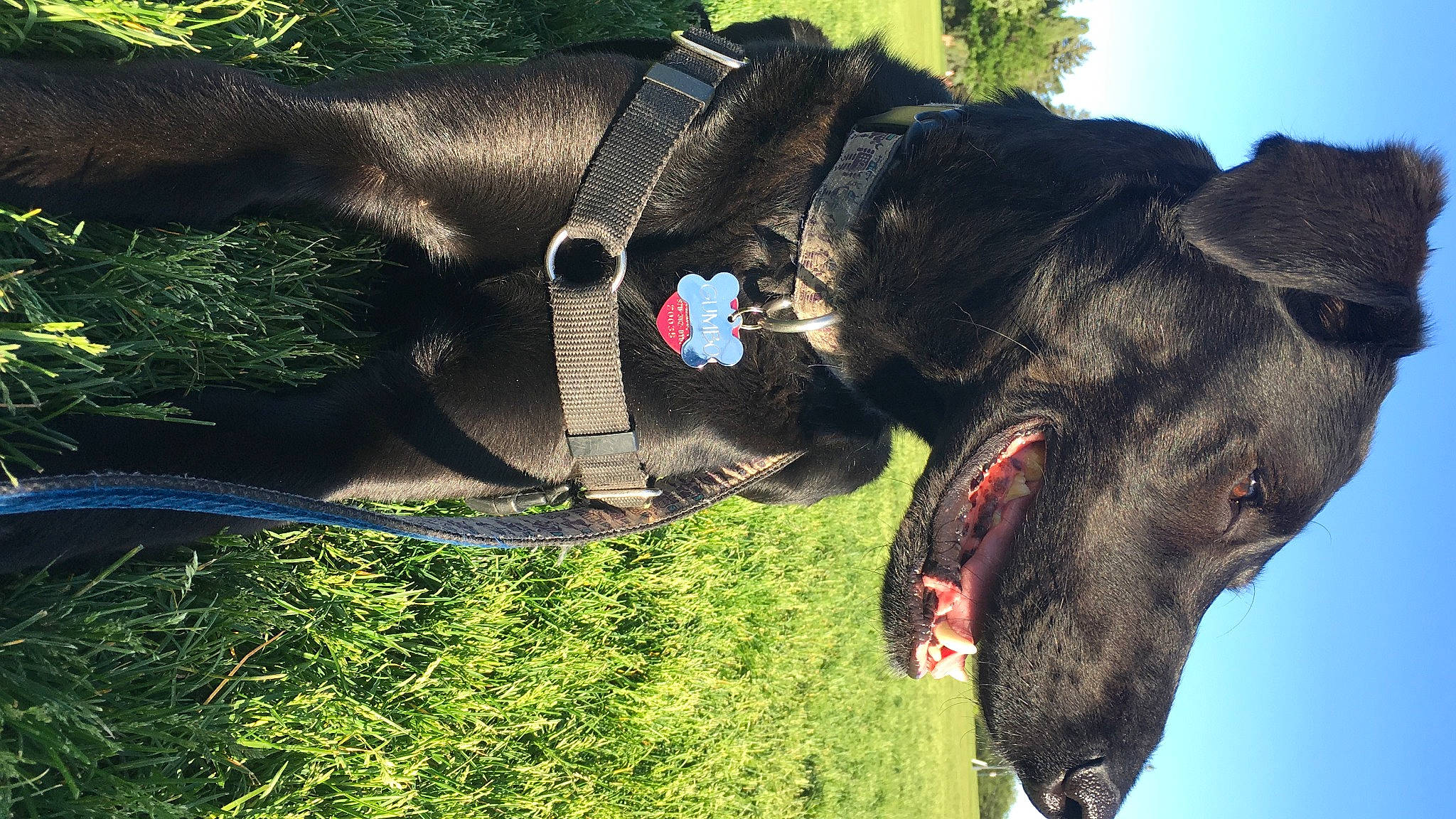 Gumbo joined the competition — help win amazing prizes! canidae, carnivore, collar, dog, dog_breed, dog_collar, elephant, elephants_and_mammoths, grass, organism, pack_animal, pet_supply, plant, sky, snout, sporting_group, terrestrial_animal, tree, wildlife, working_animal