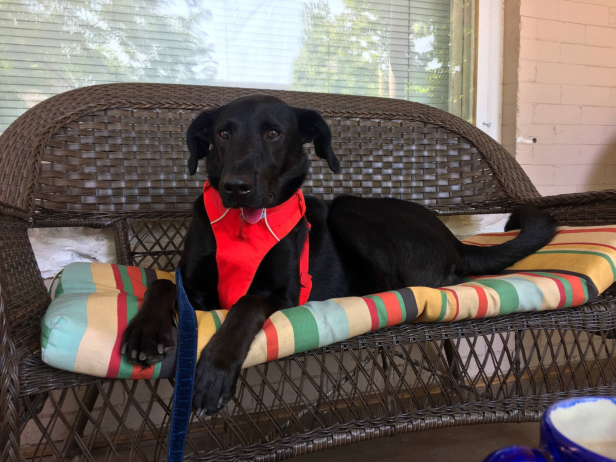 Gumbo is registered to the contest to win money with this photo: borador, canidae, carnivore, chair, collar, comfort, companion_dog, couch, dog, dog_breed, dog_collar, dog_supply, fawn, gun_dog, leash, pet_supply, sporting_group, studio_couch, tail, working_animal