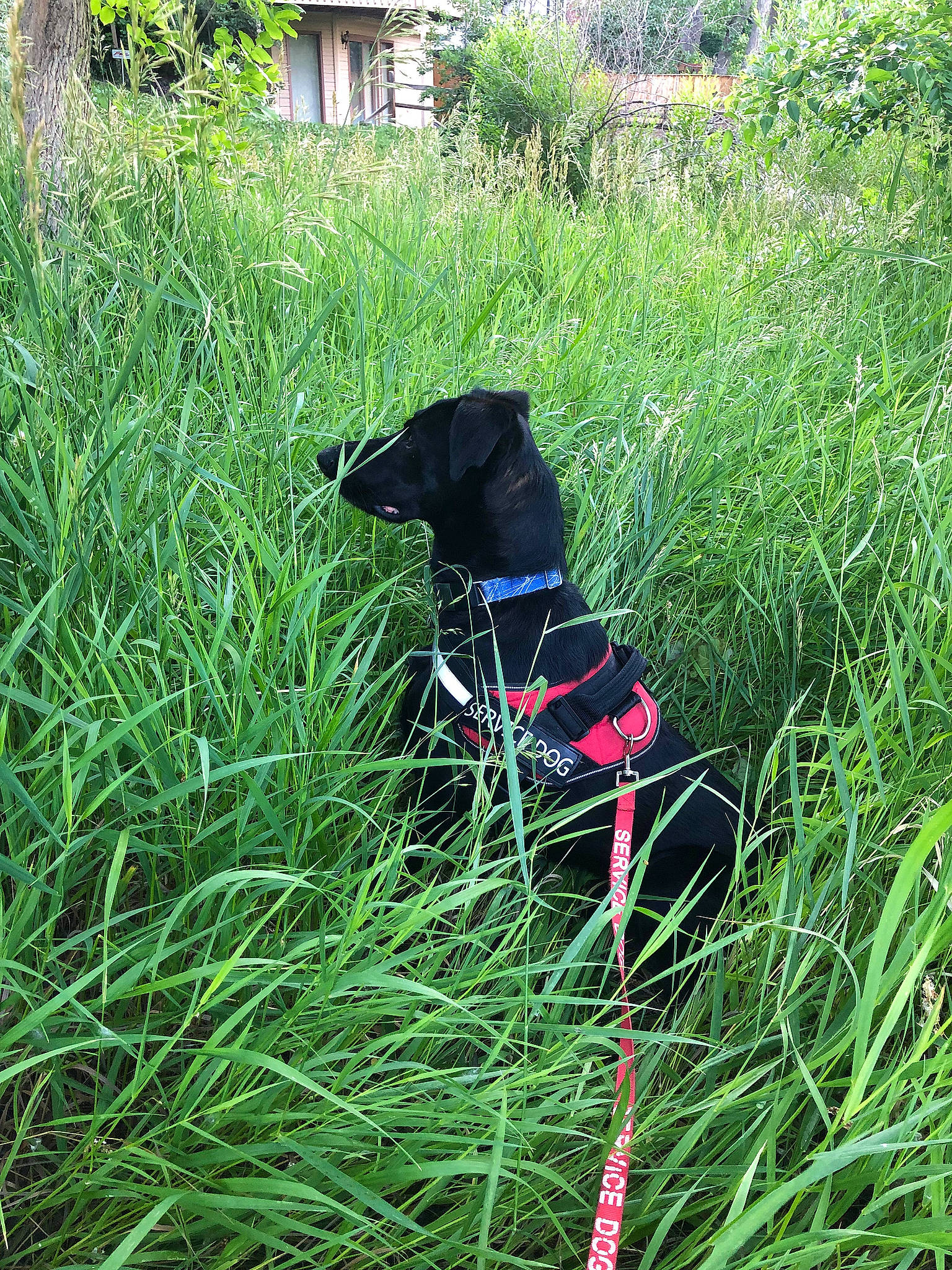 Gumbo is registered to the contest to win money with this photo: borador, canidae, carnivore, collar, companion_dog, dog, dog_breed, dog_collar, dog_supply, electric_blue, grass, grassland, groundcover, gun_dog, leash, plant, sporting_group, tail, tree, working_animal