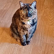 Nutmeg is registered to the contest to win money with this photo: cat, collar, cute, domestic, eyes, feline, fur, green_collar, hardwood, indoor, paws, pet, portrait, shadow, sitting, staring, tortoiseshell_cat, whiskers, wide_eyes, wooden_floor