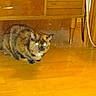 Nutmeg is registered to the contest to win money with this photo: cat, crouching, curious, feline, flash_photography, floorboards, fur, furniture, glowing_eyes, hardwood_floor, home_interior, indoor, night_scene, pet, reflection, shadow, small_animal, tortoiseshell_cat, whiskers, wooden_cabinet