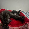 Tinkerbell Tink joined the competition — help win amazing prizes! animal, bedroom, cat, comfort, cozy, cute, feline, fur, gray_cat, home, indoor, paws, pet_bed, pink_bed, red_bed, relaxed, resting, sleeping_area, soft_lighting, stretching