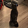 animal, balance, brown_floor, cat, curious, domestic, doorway, feline, household_items, indoor, light, mirror, pet, quiet, reflection, room, shadow, standing, wall, wooden_floor