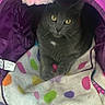 animal, blanket, cat, cozy, curious, cute, domestic_animal, eyes, feline, fur, gray_cat, indoor, pet, playful, polka_dots, purple_tunnel, resting, toy, whiskers, yellow_eyes
