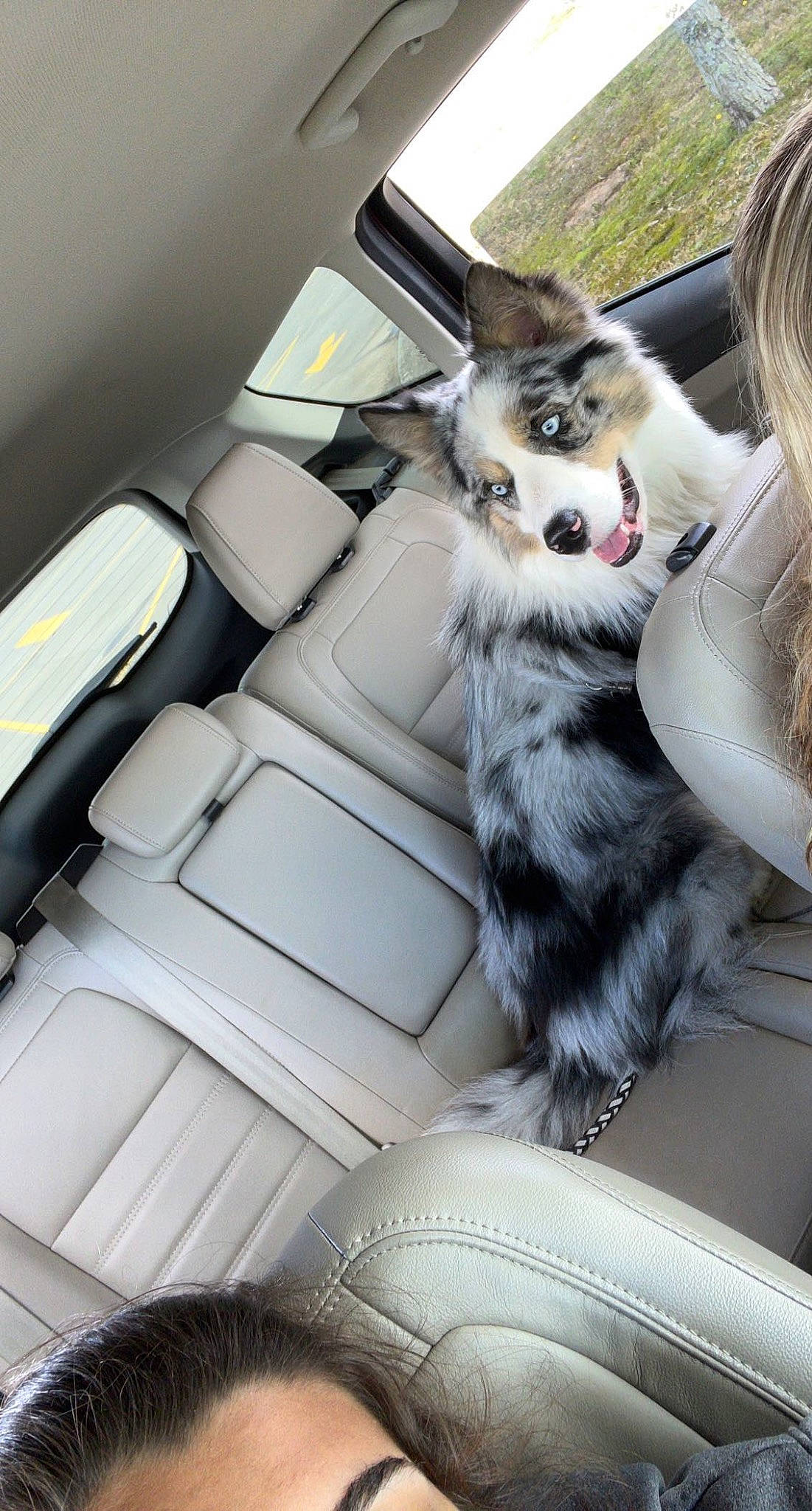 Axel joined the competition — help win amazing prizes! automotive_design, canidae, car_seat, car_seat_cover, carnivore, comfort, companion_dog, dog, dog_breed, dog_supply, felidae, fur, luxury_vehicle, motor_vehicle, personal_luxury_car, small_to_medium_sized_cats, sporting_group, tail, vehicle, whiskers