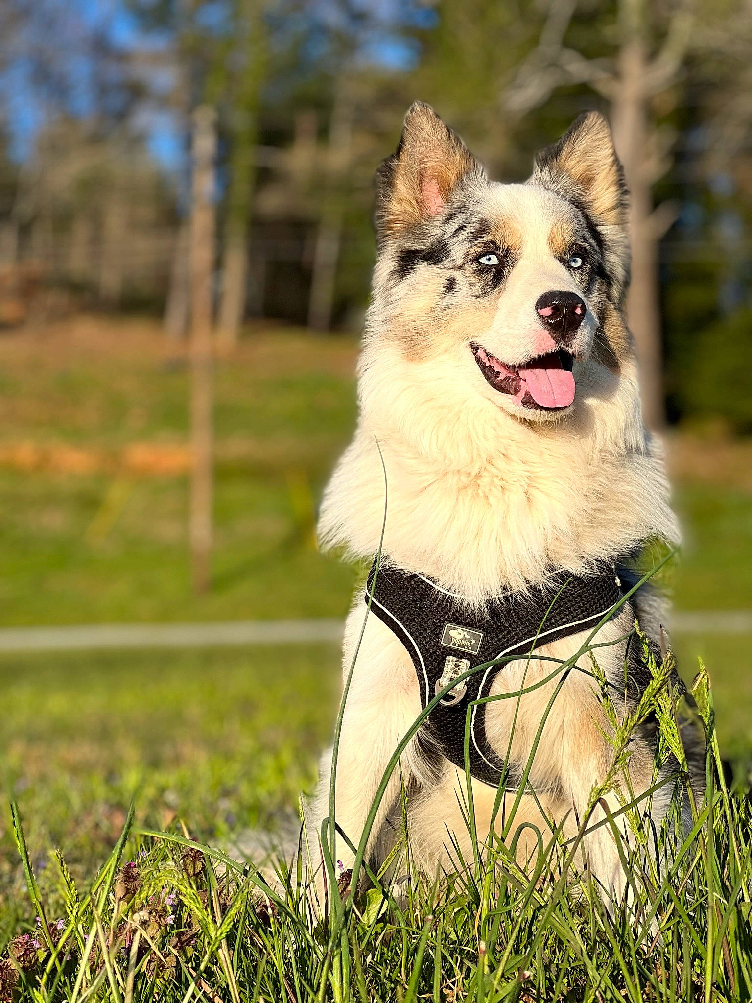 Axel joined the competition — help win amazing prizes! canidae, canis, carnivore, collar, companion_dog, dog, dog_breed, dog_collar, dog_supply, fashion_accessory, fawn, fur, grass, grassland, leash, plant, snout, sporting_group, tree, whiskers