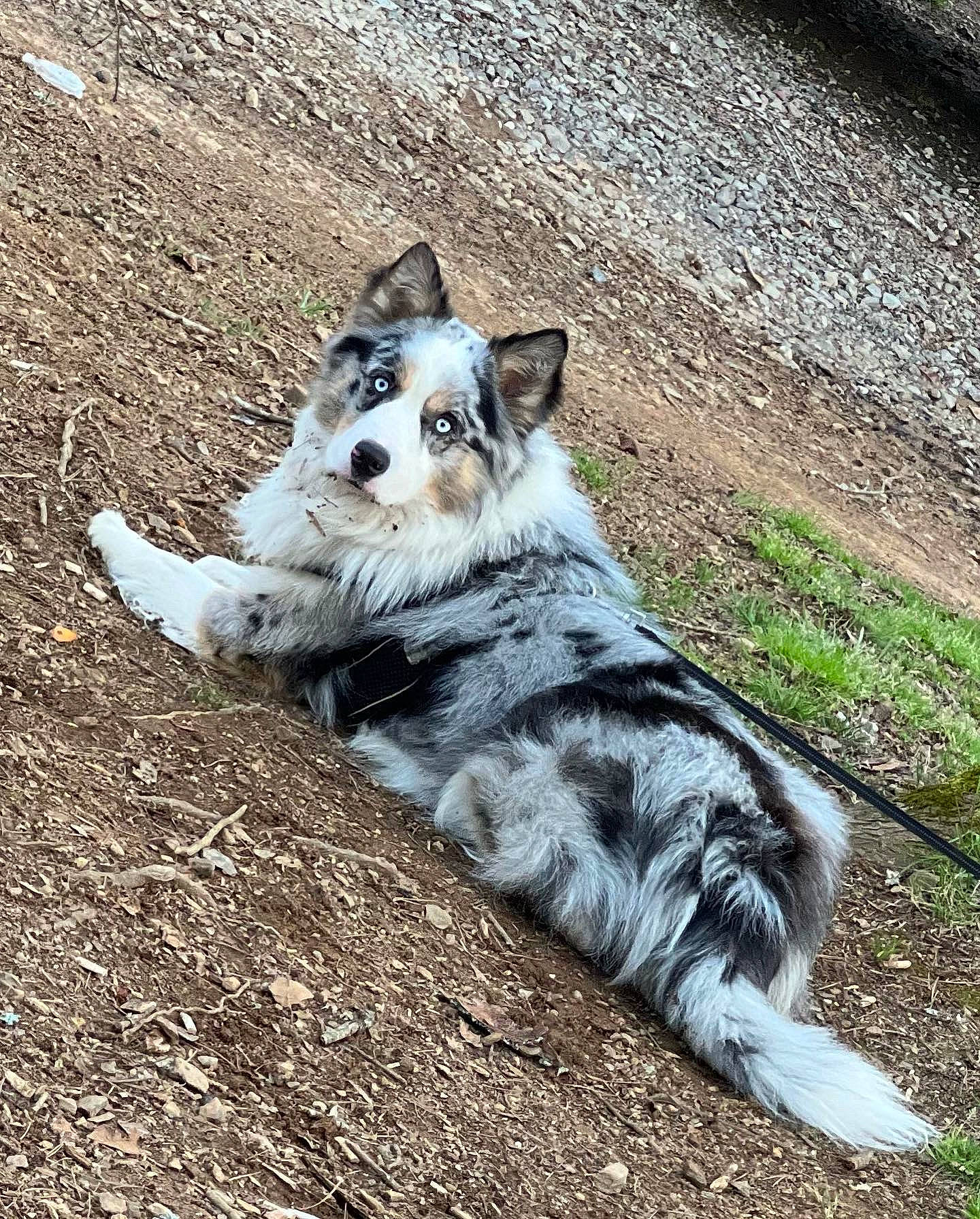 Axel is registered to the contest to win money with this photo: canidae, carnivore, companion_dog, dog, dog_breed, fur, grass, plant, snout, soil, sporting_group, tail, terrestrial_animal, whiskers, wildlife, working_dog